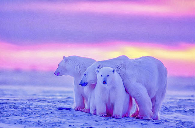 Churchill, Manitoba - site for visiting Polar bears in Canada